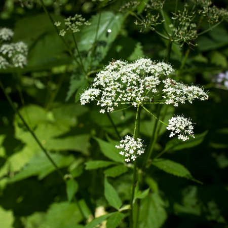 ground elder, herb gerard, bishop's weed, goutweed, gout wort. Square format