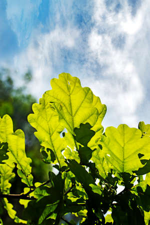 Spring leaves of oak tree on green natural background. Blue sky
