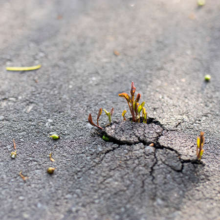 Young maple breaks through swollen asphalt. Copy spaceの写真素材