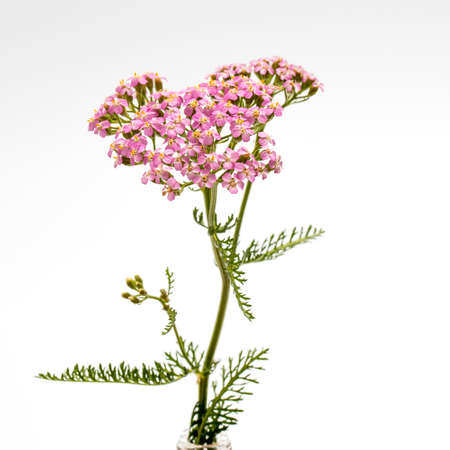 Yarrow. Pink inflorescence herb (Achillea millefolium) on white backgroundの写真素材