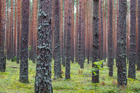 Repetitive rows of pines in a pine forest. Blueberry forest. Wallpaper
