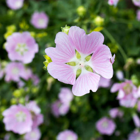 Althaea officinalis, or marsh-mallow plant with flowers in the field