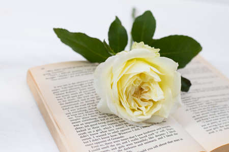 White rose lies on an open English book on the white backgroundの写真素材