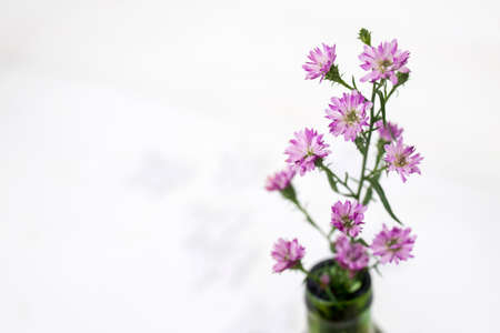 The bunch of violet aster in green bottle on the white backgroundの写真素材
