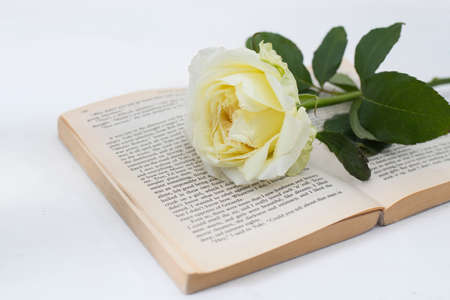 White rose lies on an open English book on the white background