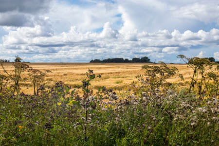 Landscape with mown yellow grass and cow parsnip in the foreground and sky before rain.の写真素材
