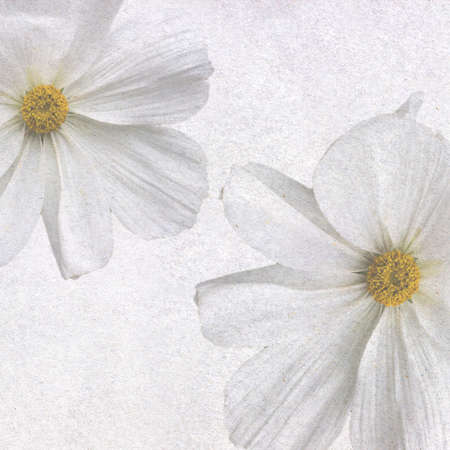 The white cosmos on a green background in the garden after rain. Summer and spring fantasy flower background. Wide format, free space for design.の写真素材