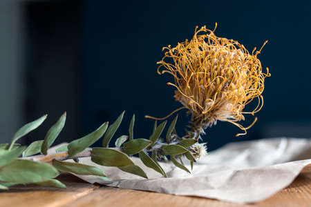 Dried bright yellow protea on a craft brown sheet of paper on a table against a dark blue wallの写真素材