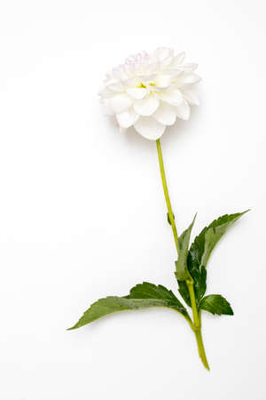White autumn dahlias isolated on white background. Copy space.の写真素材