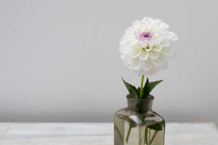 Two white dahlias on a gray background. Copy space. Empty space for textの写真素材