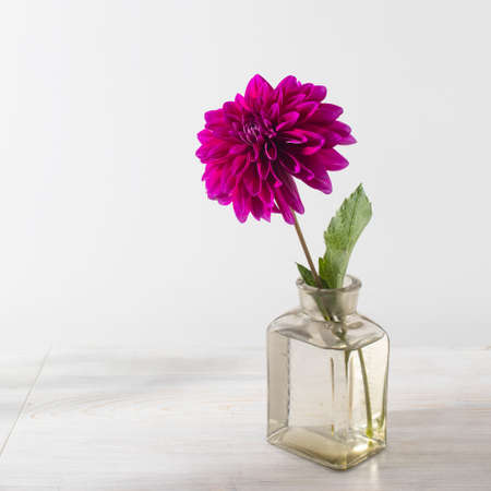 Purple autumn dahlias in the transparent vase on white background. Copy space. Square frameの写真素材