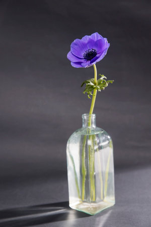 Blue flower of anemone in the bottle instead vase on a white background
