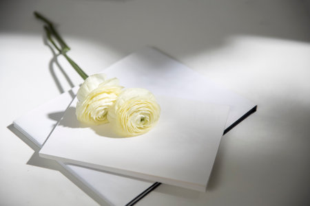 Two white ranunculus with shadow on two white albums on the table. Copy spaceの写真素材