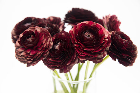 A bouquet of dark brown burgundy ranunculus are in a tall glass vase on a white background. Copy spaceの写真素材