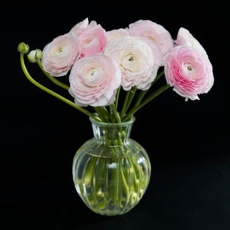 bouquet of pink Persian buttercups is on a black backgroundの写真素材