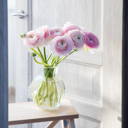 Bouquet of Pink Persian buttercups is in glass round vase on a white wooden tall chair next to the...