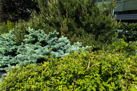 Various types of conifers decorate the garden. Landscape designの写真素材