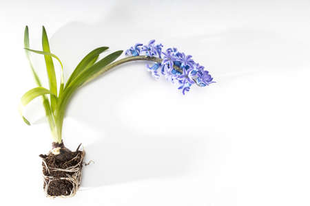 hyacinth plant with blue flowers, bulbs and roots on a white background. Copy space
