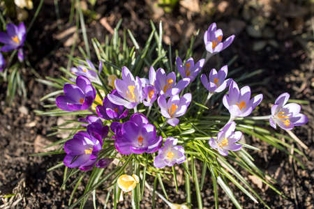 Blue crocuses are the first spring flowers. Spring time