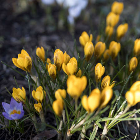 Yellow crocuses are the first spring flowers. Spring timeの写真素材