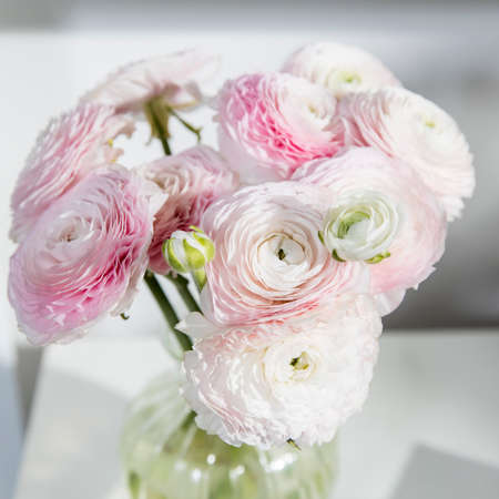 he Bouquet of pale pink Persian buttercups isolated on pale gray. Flowerの写真素材