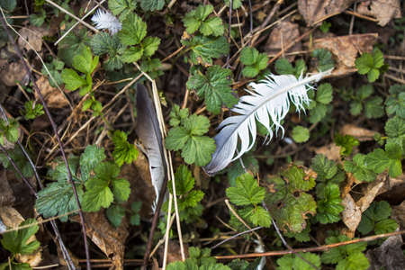 A pigeon feather lies on a green undergrowth of a meadow, personifying lightnessの写真素材