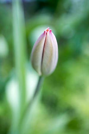Half-opened pink tulip in the garden on a sunny spring morning.の写真素材