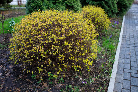 Trimmed bushes of spirea with yellow leaves on the background of thuja, landscape design, early spring in the parkの写真素材