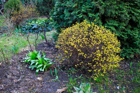 Trimmed bushes of spirea with yellow leaves on the background of thuja, landscape design, early spring in the parkの写真素材