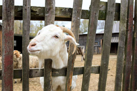 barnyard. Goats and rams behind the fence. The goat stuck its muzzle through the bars of the fence.の写真素材