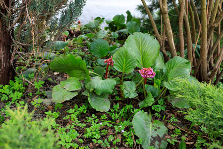 Bright and showy Bergenia crassifolia cone-shaped flowers close up with green leaves on background.