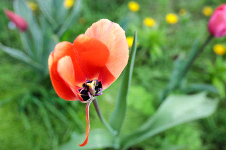 pink tulips in the garden on a sunny spring morning. The wind blew the petals off the tulip.の写真素材