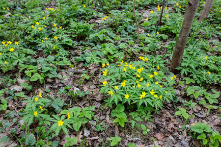 Natural background of yellow anemones (Anemonoides ranunculoides) in the forest