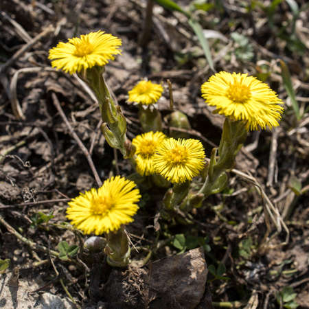 Tussilago farfara, commonly known as coltsfoot, is a plant in the groundsel tribe in the daisy family Asteraceae, spring timeの写真素材