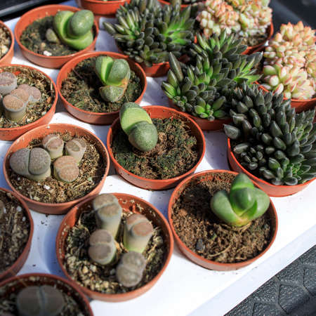 Succulent cactus garden in plastic pot with a variety of cataceas. Interior decoration. Miniature...