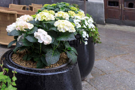 Ornamental shrubs of white and green hydrangeas and petunias in large outdoor pots line the border of outdoor cafes and restaurantsの写真素材