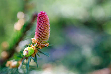 a young female cone of ordinary spruce, it is pink and its scales invitingly open in anticipation of pollen. Scientifically, the cones of gymnosperms are called strobila. Young cones of a blue spruceの写真素材