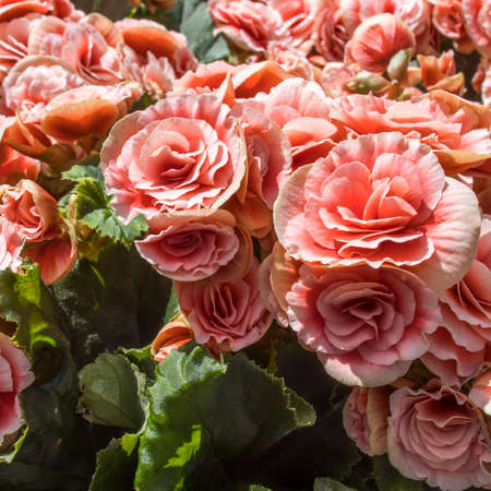 Begonia Elatior Borias is a delightful houseplant. This Begonia has a soft pink flower with a red center. It maintains very well in the summer and reasonably in the winterの写真素材