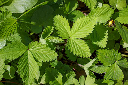 Potentilla indica known commonly as mock strawberry, Indian-strawberry, or false strawberry, is a flowering plant in the family Rosaceae.の写真素材
