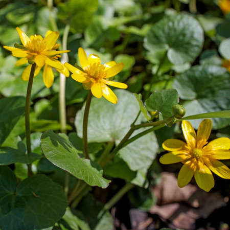 Ficaria is a small genus of several species of plants in family Ranunculaceae, which were grouped with Ranunculus. genus includes Ficaria verna, known as fig buttercup or lesser celandineの写真素材