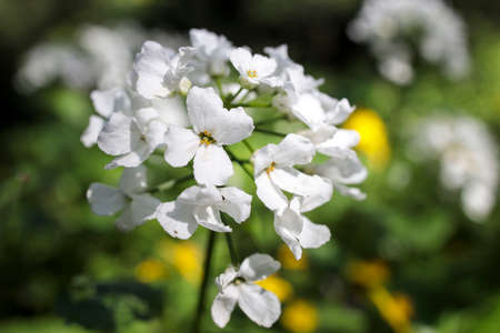 Cardamine heptaphylla, common name pinnate coralroot is a species of flowering plant in the family Brassicaceae.の写真素材