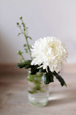 Large white chrysanthemum in a transparent glass vase, which stands on a table. Copy spaceの写真素材