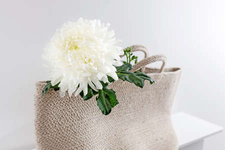 Large white chrysanthemum in a plaited beach bag, which stands on a stool. Consept. Copy spaceの写真素材