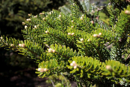 Female and male cones of a spruce tree after pollination in spring forest