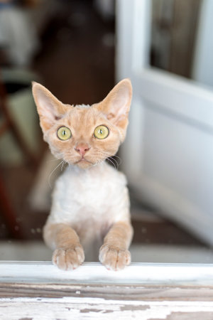 Devon Rex kitten. A kitten, standing on its hind legs, looks through the balcony door to the street