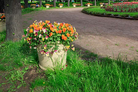 outdoor white ceramic vase as decoration withorange violets of different colors in the park. landscape designの写真素材