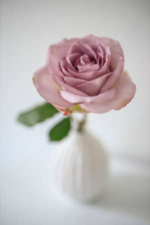 One pale purple rose in a white fluted vase on the table as decoration for the wedding reception for special occasionの写真素材