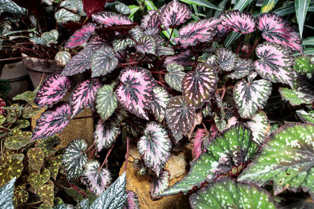 Rex begonia leaf with green and pink leaf pattern. Decoration of gardenの写真素材