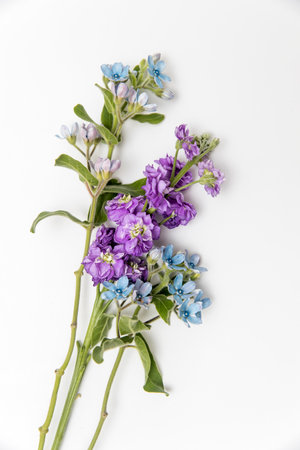 Flower hackelia velutina and Matthiola incana isolated on white background. Frame. Mockup