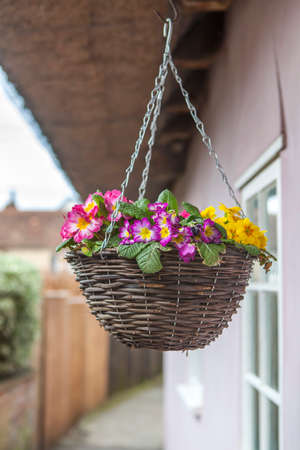 Multicolored primrose in a wicker willow basket, hung for decoration at the entrance to an old English houseの写真素材